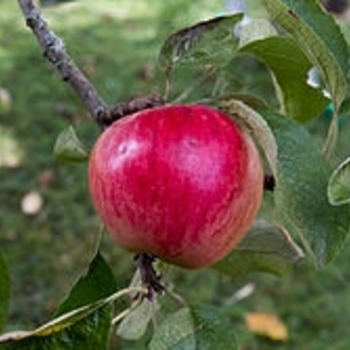Malus domestica 'Akane' - Akane