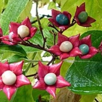 Clerodendrum trichotomum - Harlequin Glorybower