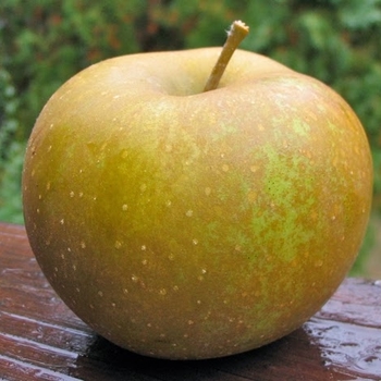 Malus Apple 'Zabergau' - Zabergau Apple SD