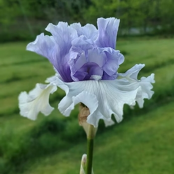 Iris germanica - 'Wintry Sky' Bearded Iris
