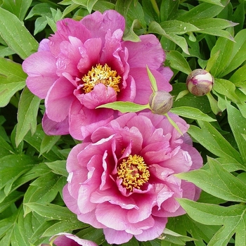 Paeonia - 'Yankee Doodle Dandy' Itoh Peony