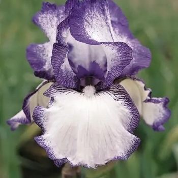 Iris germanica - 'Hemstitched' Bearded Iris