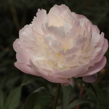 Paeonia lactiflora - 'Florence Nichols' Peony