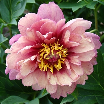 Paeonia - 'Berry Berry Fine' Itoh Peony