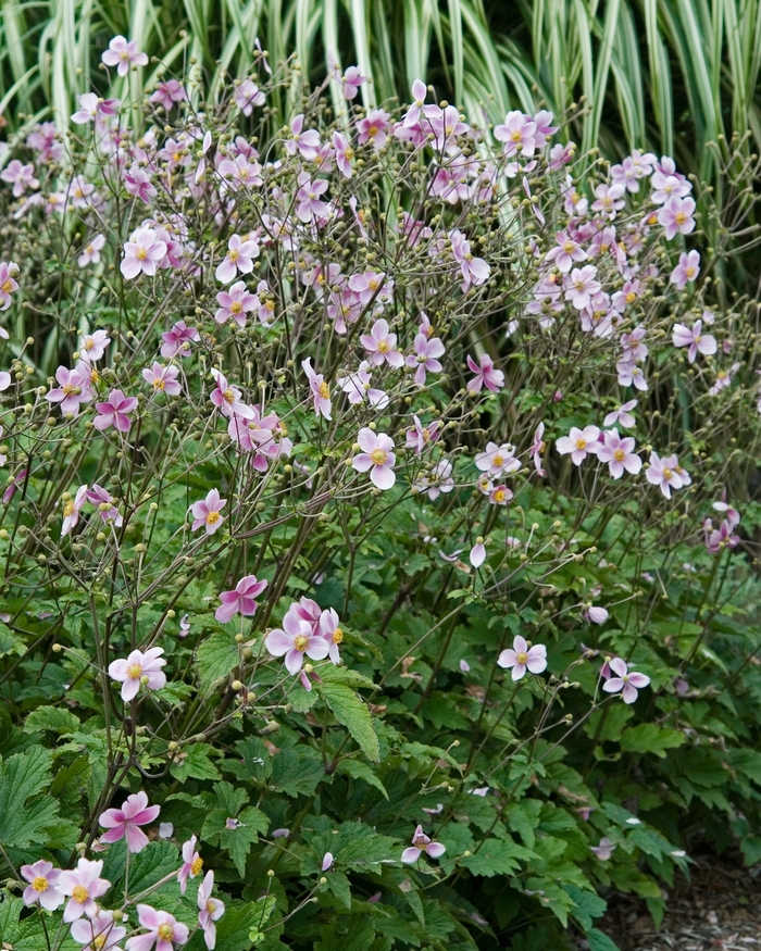 Anemone-Grape Leaf - Anemone tomentosa 'Robustissima' from EC Browns Nursery