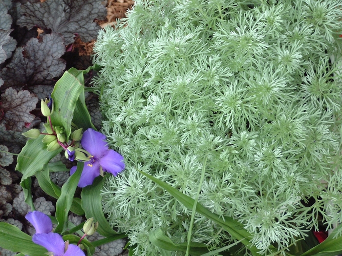 'Silver Mound' - Artemisia schmidtiana from EC Browns Nursery