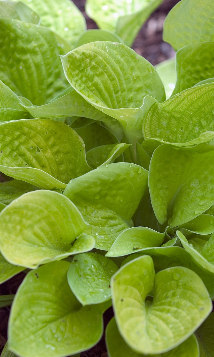 Plantain Lily - Hosta 'Maui Buttercups' from EC Browns Nursery