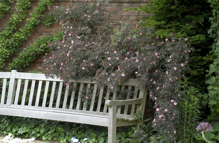Blue-leafed rose - Rosa glauca from EC Browns Nursery