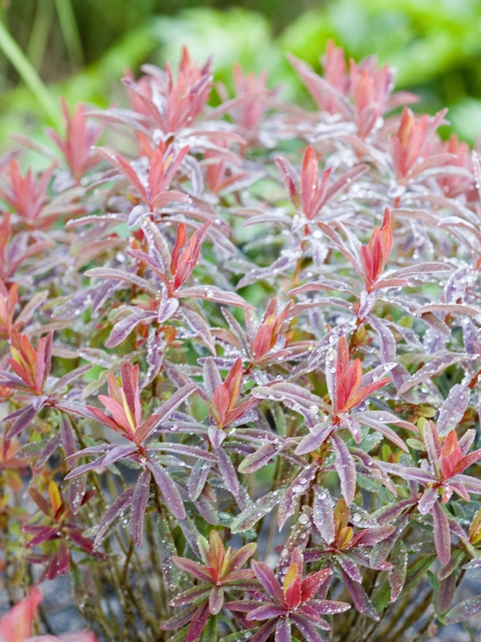 'Bonfire' Spurge - Euphorbia polychroma from EC Browns Nursery