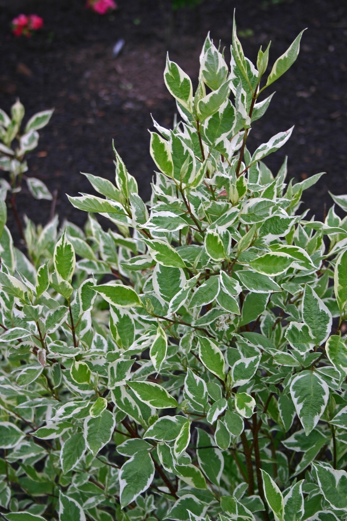 Ivory Halo&reg; Dogwood - Cornus alba 'Bailhalo' from EC Browns Nursery
