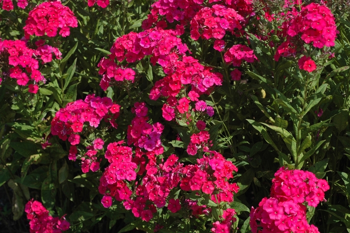 Garden phlox - Phlox paniculata 'Red Riding Hood' from EC Browns Nursery
