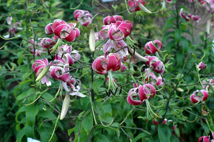 'Black Beauty' OT Lily - Lilium from EC Browns Nursery