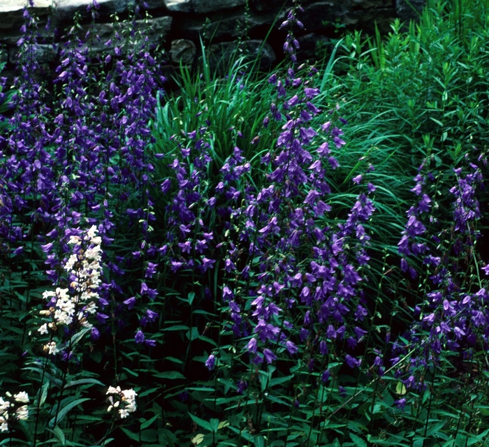 Lily Leaf Ladybells - Adenophora liliifolia from EC Browns Nursery