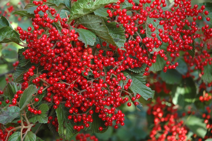 Linden Viburnum - Viburnum dilataum 'Red Balloon' from EC Browns Nursery