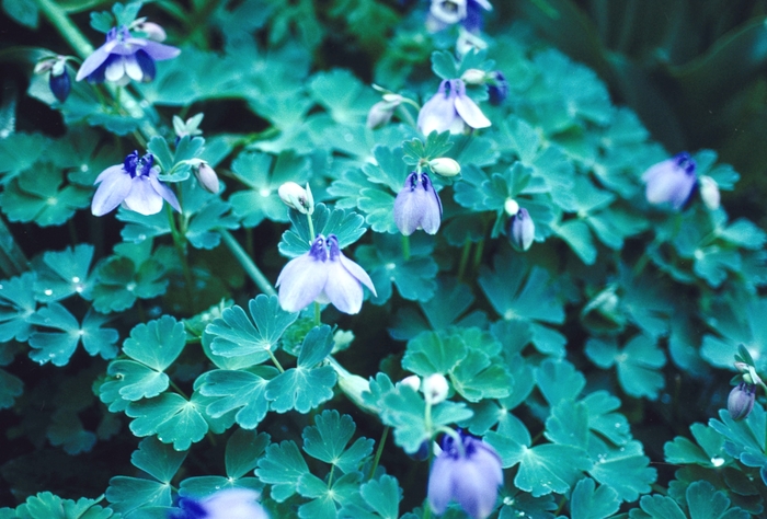 Fan Columbine - Aquilegia flabellata from EC Browns Nursery