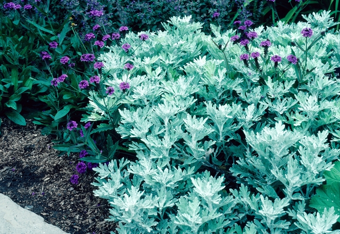 Silver Mound - Artemesia schmidtiana 'Nana' from EC Browns Nursery