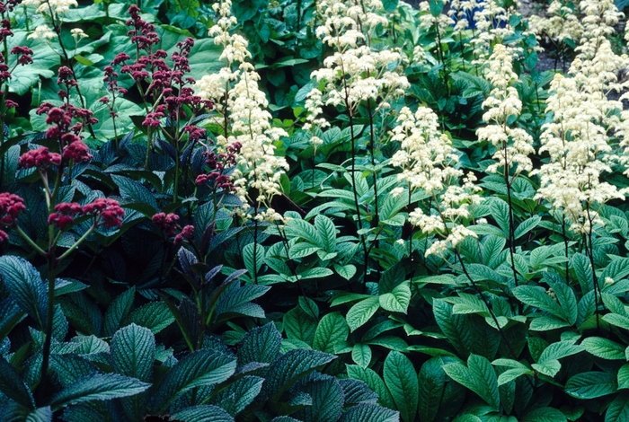 Superba Rodgersia - Rodgersia pinnata 'Superba' (Rodgersia) from EC Browns Nursery