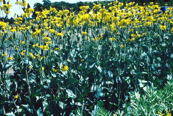 Black-eyed Susan - Rudbeckia maxima from EC Browns Nursery