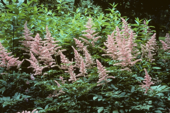 Astilbe - Astilbe x arendsii 'Cattleya' from EC Browns Nursery