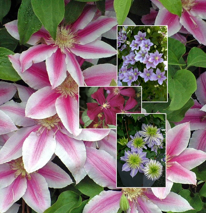 Clematis - Multiple Varieties from EC Browns Nursery