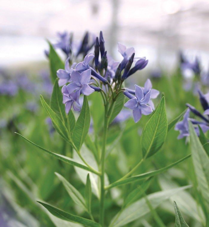 Blue Ice Blue Star - Amsonia 'Blue Ice' from EC Browns Nursery