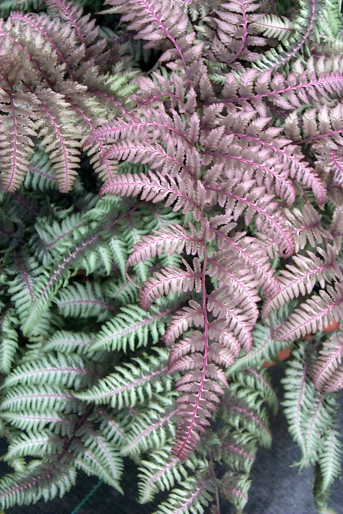 Burgundy Lace Japanese Painted Fern - Athyrium niponicum var. pictum 'Burgundy Lace' from EC Browns Nursery