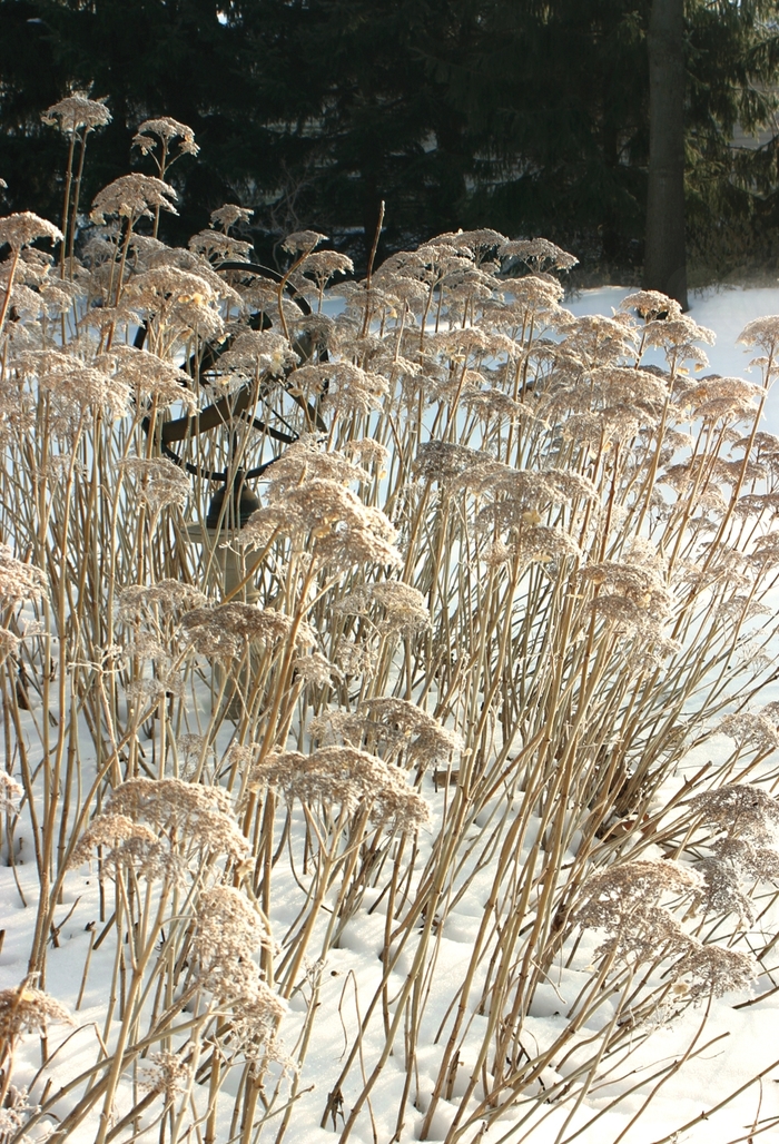 White Dome® - Hydrangea arborescens from EC Browns Nursery