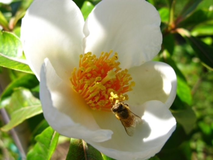 Franklinia - Franklinia alatamaha from EC Browns Nursery