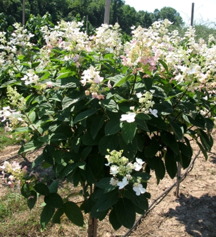 Pink Diamond Hydrangea - Hydrangea paniculata Pink Diamond from EC Browns Nursery
