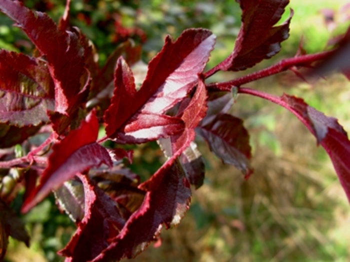 Royal Raindrops&reg; Crabapple - Malus hybrid from EC Browns Nursery
