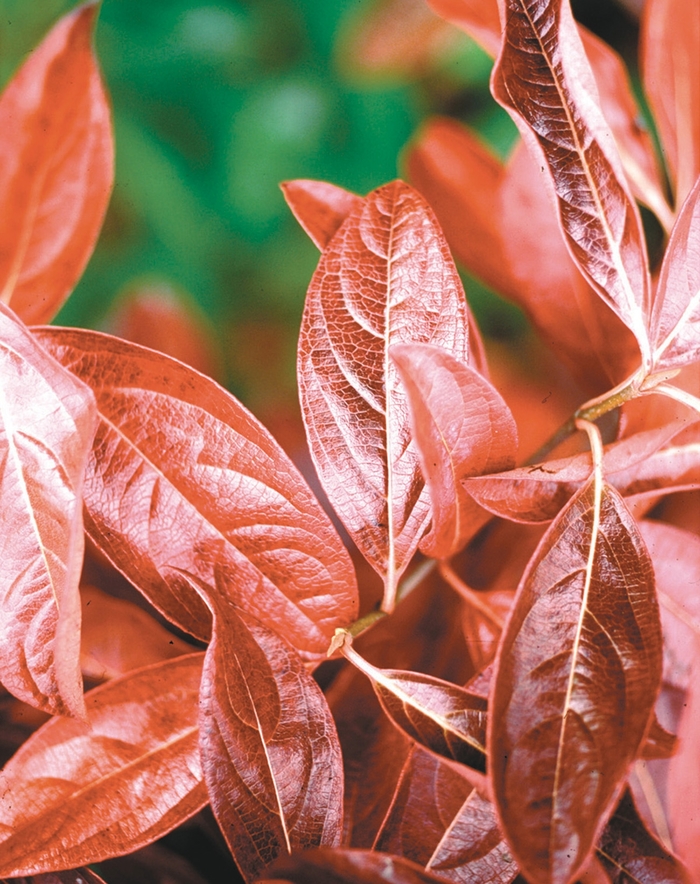 'Winterthur' Smooth Witherod Viburnum - Viburnum nudum from EC Browns Nursery