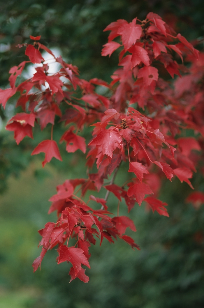 Autumn Flame Maple - Acer rubrum 'Autumn Flame' from EC Browns Nursery