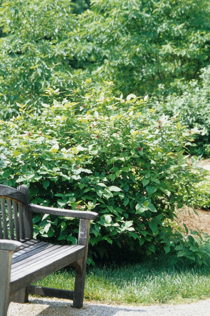 Carolina Allspice - Calycanthus floridus 'Athens' from EC Browns Nursery