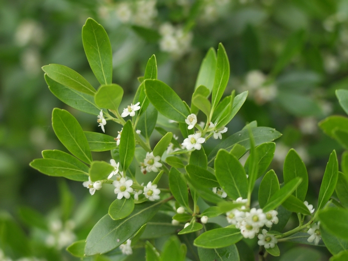 Inkberry Holly - Ilex glabra from EC Browns Nursery