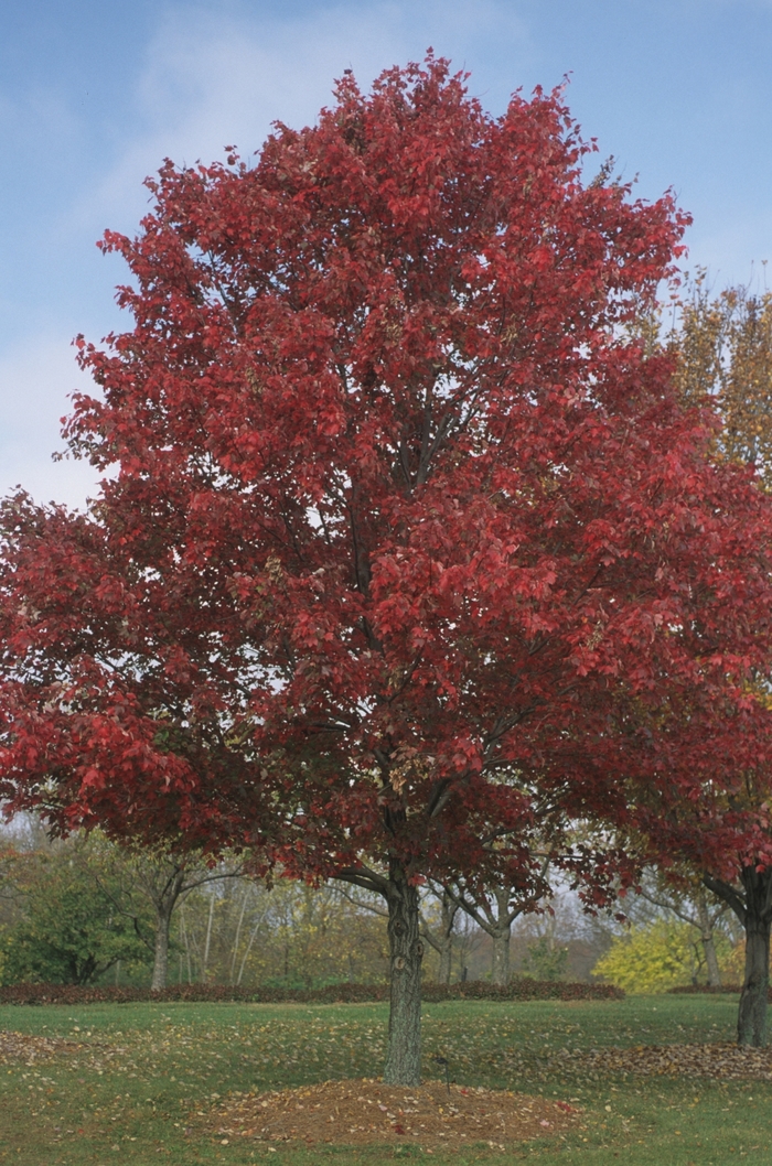 Red Maple - Acer rubrum from EC Browns Nursery