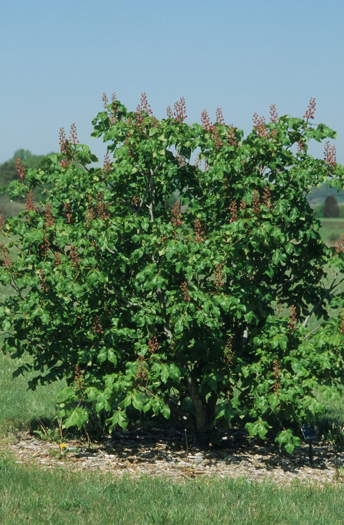 Red Horsechestnut - Aesculus x carnea 'Briotii' from EC Browns Nursery