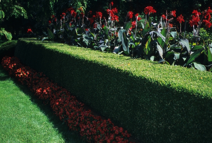 Korean Boxwood - Buxus microphylla var. koreana from EC Browns Nursery