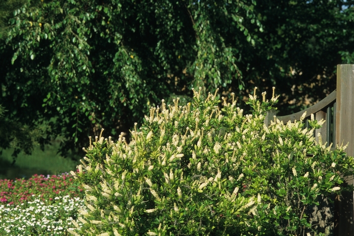 Summersweet - Clethra alnifolia from EC Browns Nursery