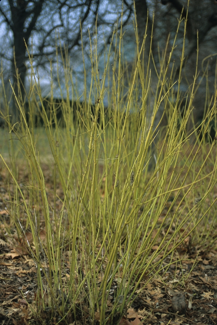 Yellow Twig Dogwood - Cornus sericea 'Flaviramea' from EC Browns Nursery