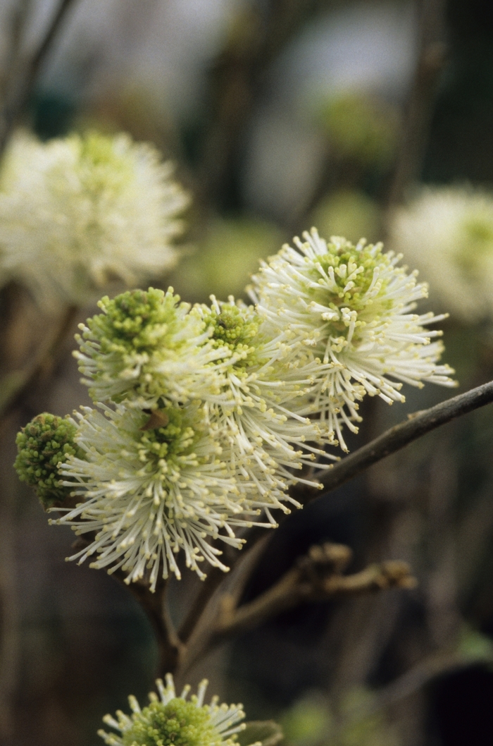 Mount Airy Fothergilla - Fothergilla gardenii 'Mount Airy' from EC Browns Nursery