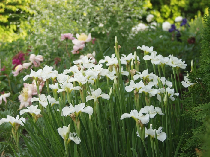 'Gull's Wing' Siberian Iris - Iris sibirica from EC Browns Nursery