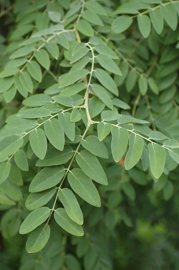 Amur Maackia - Maackia amurensis from EC Browns Nursery