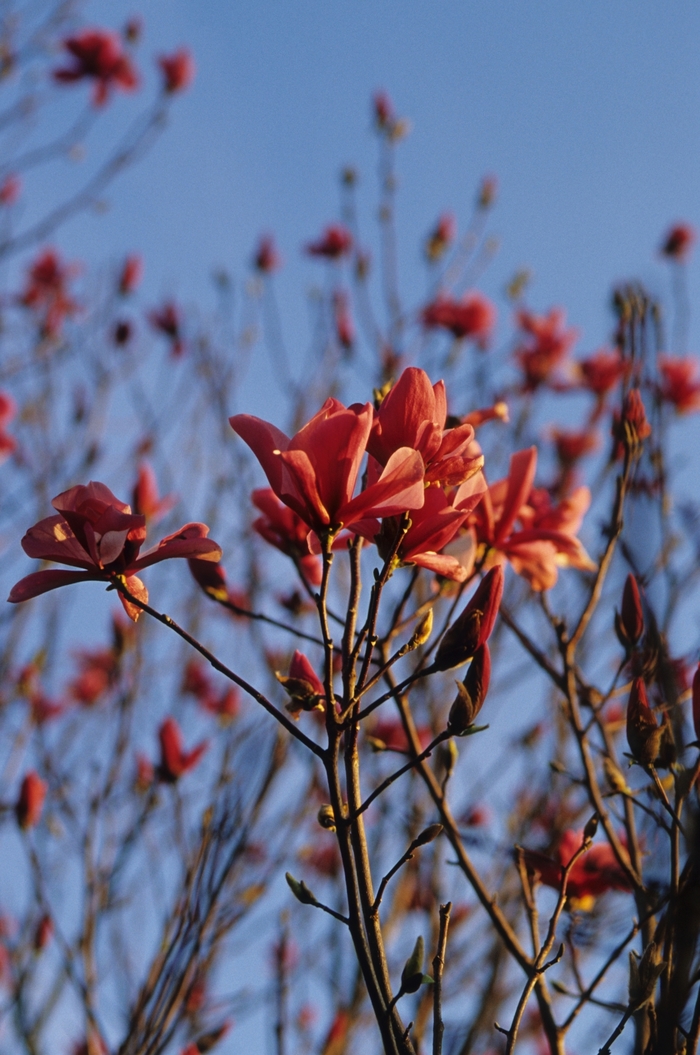 'Galaxy' - Magnolia x from EC Browns Nursery