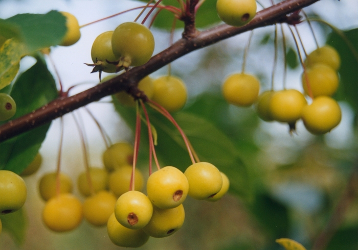 Winter Gold Crabapple - Malus 'Winter Gold' from EC Browns Nursery
