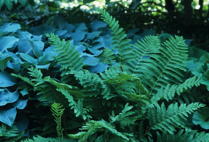 Interrupted fern - Osmunda claytoniana from EC Browns Nursery