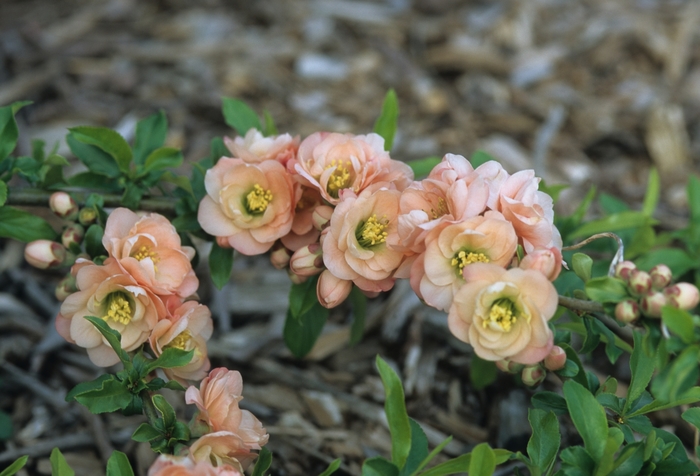 Cameo Flowering Quince - Chaenomeles speciosa 'Cameo' from EC Browns Nursery