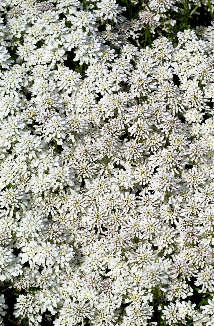  Snowflake Evergreen Candytuft - Iberis sempervirens from EC Browns Nursery