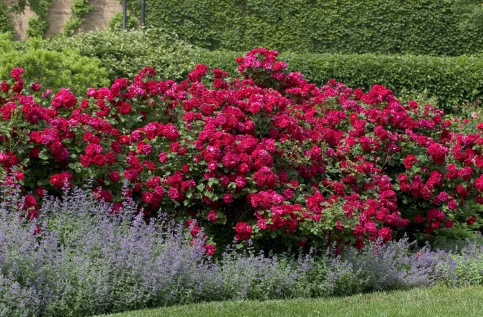 Rose - Rosa 'Champlain' from EC Browns Nursery