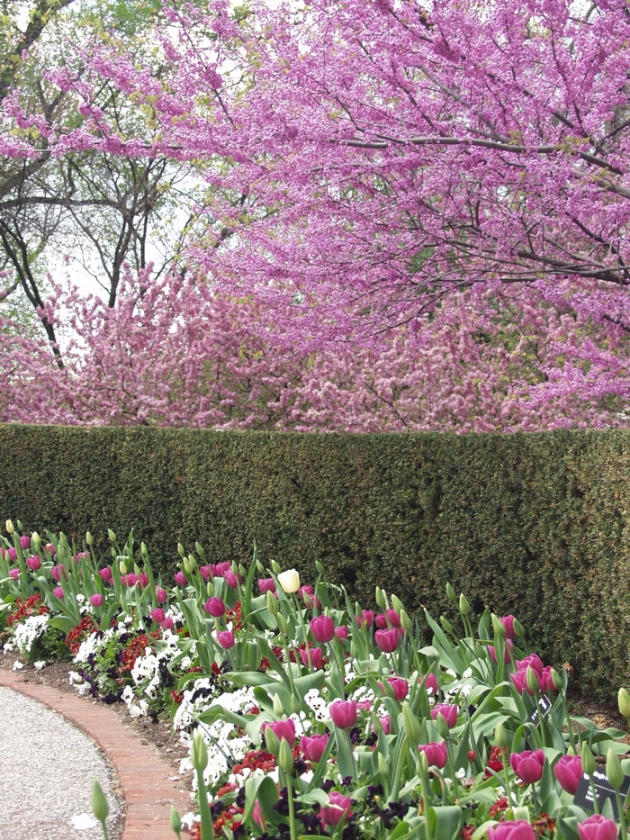 Eastern Redbud - Cercis canadensis from EC Browns Nursery