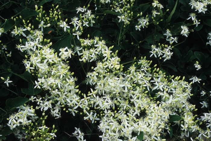 Fall Clematis - Clematis terniflora from EC Browns Nursery